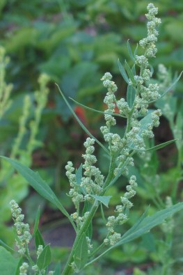 Melganzenvoet_bloeiwijze_Chenopodium_album