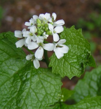 GarlicMustard